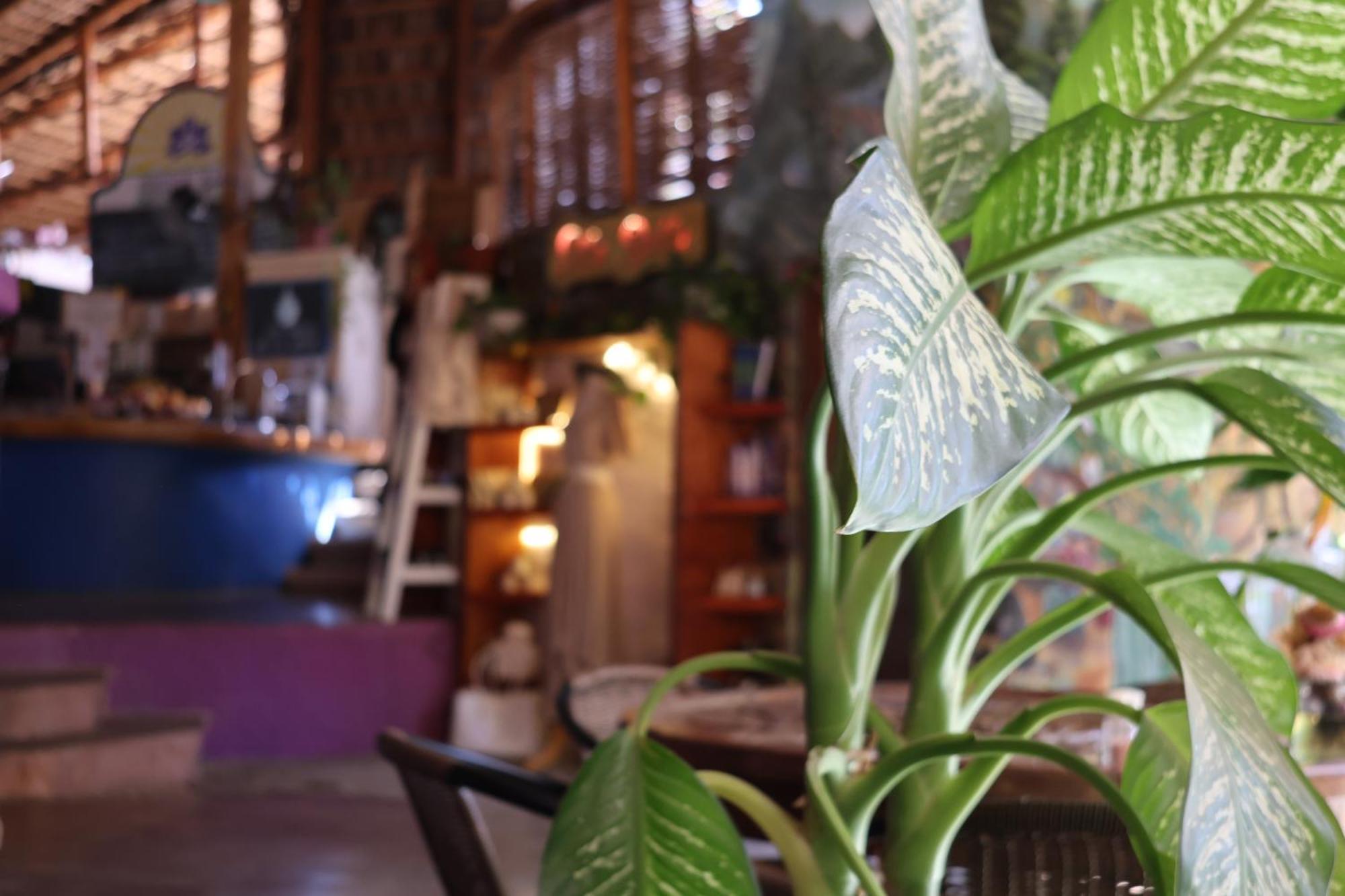 Posada Del Molino Todos Santos Bagian luar foto